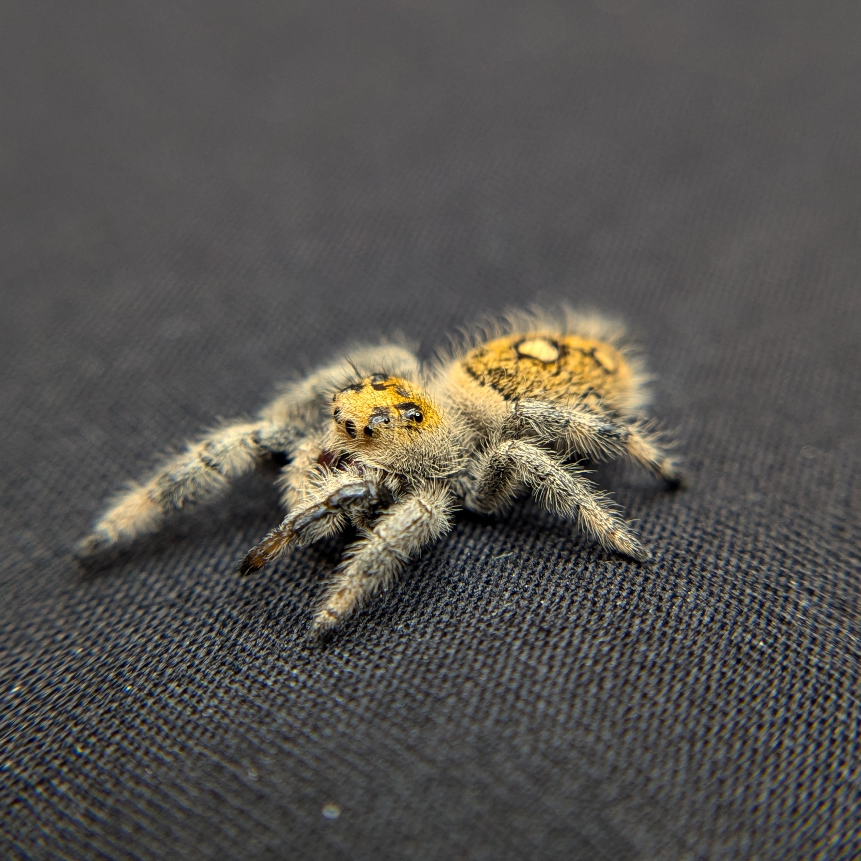 Regal Jumping Spider "Juniper"