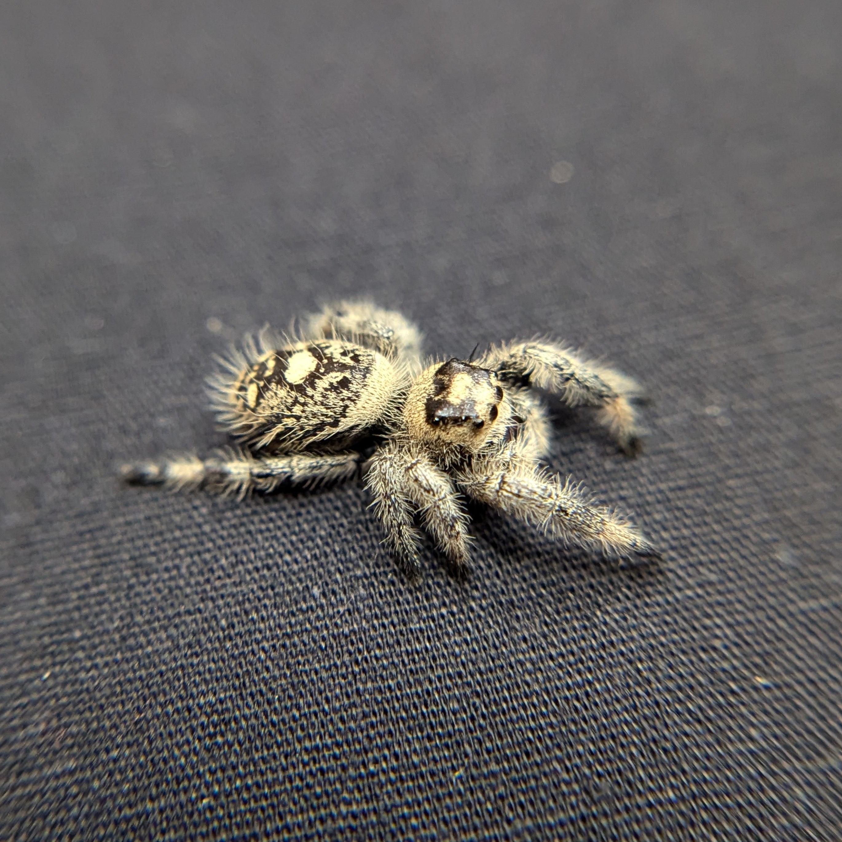 Regal Jumping Spider "Pancake"