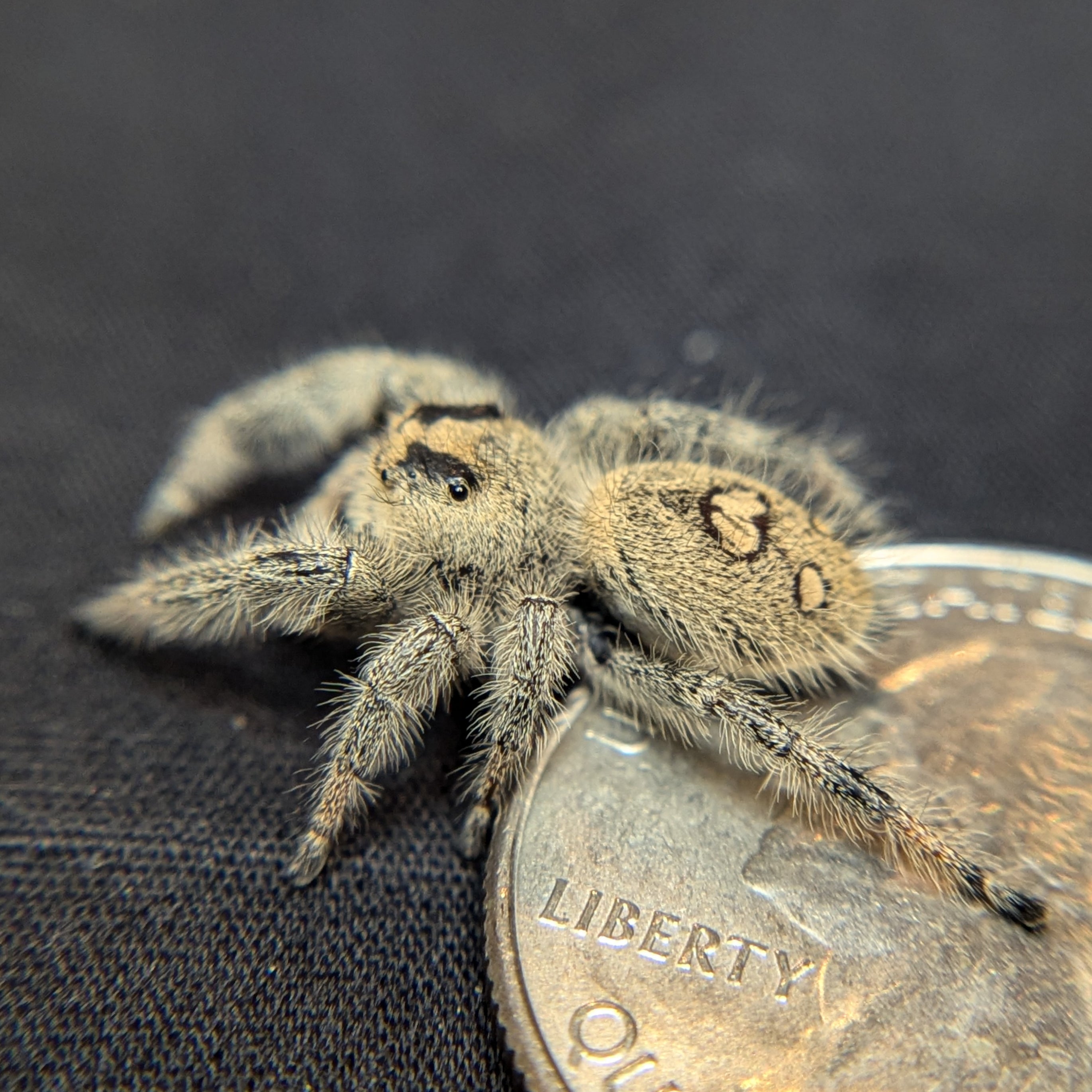 Regal Jumping Spider "Guacamole"