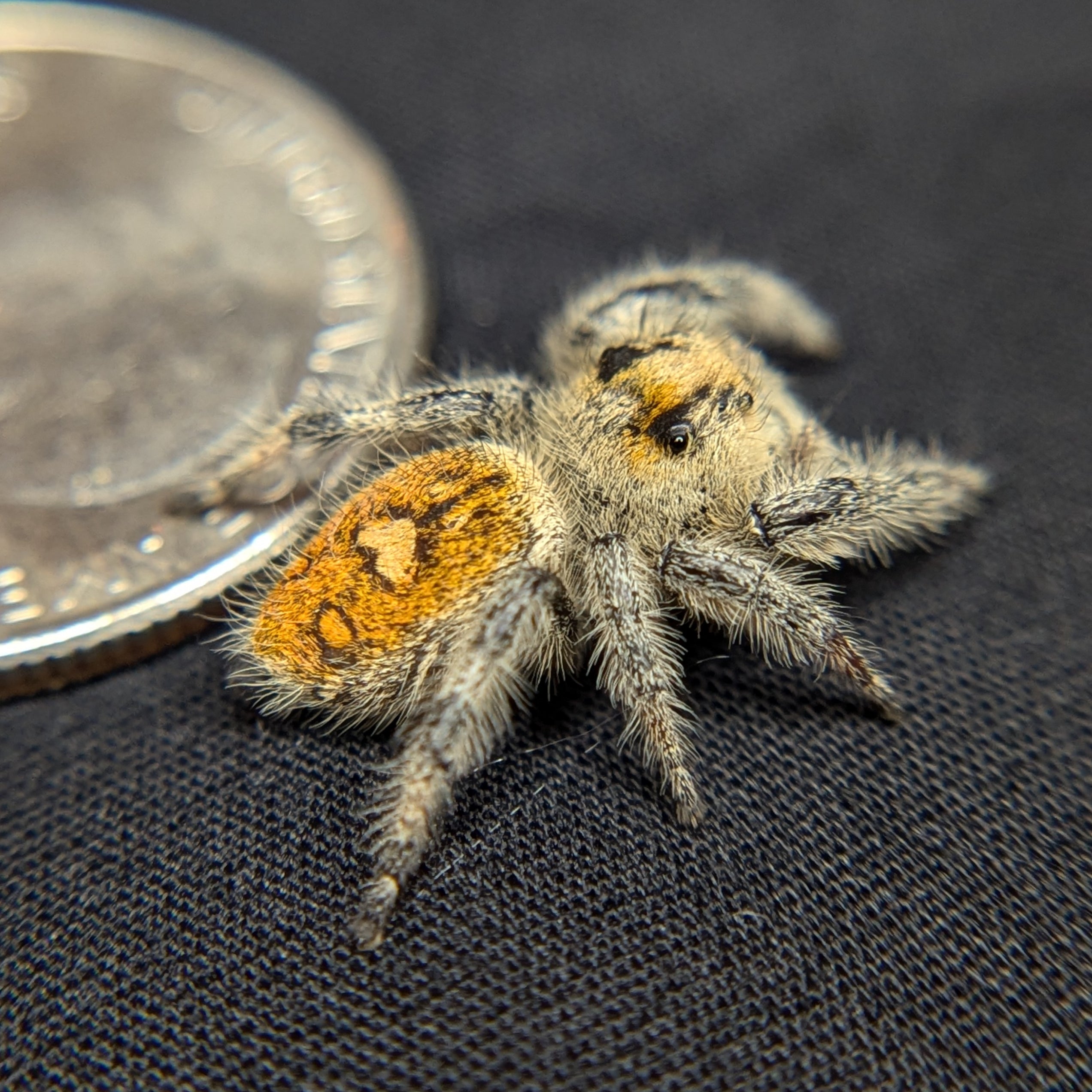 Regal Jumping Spider "Mango"