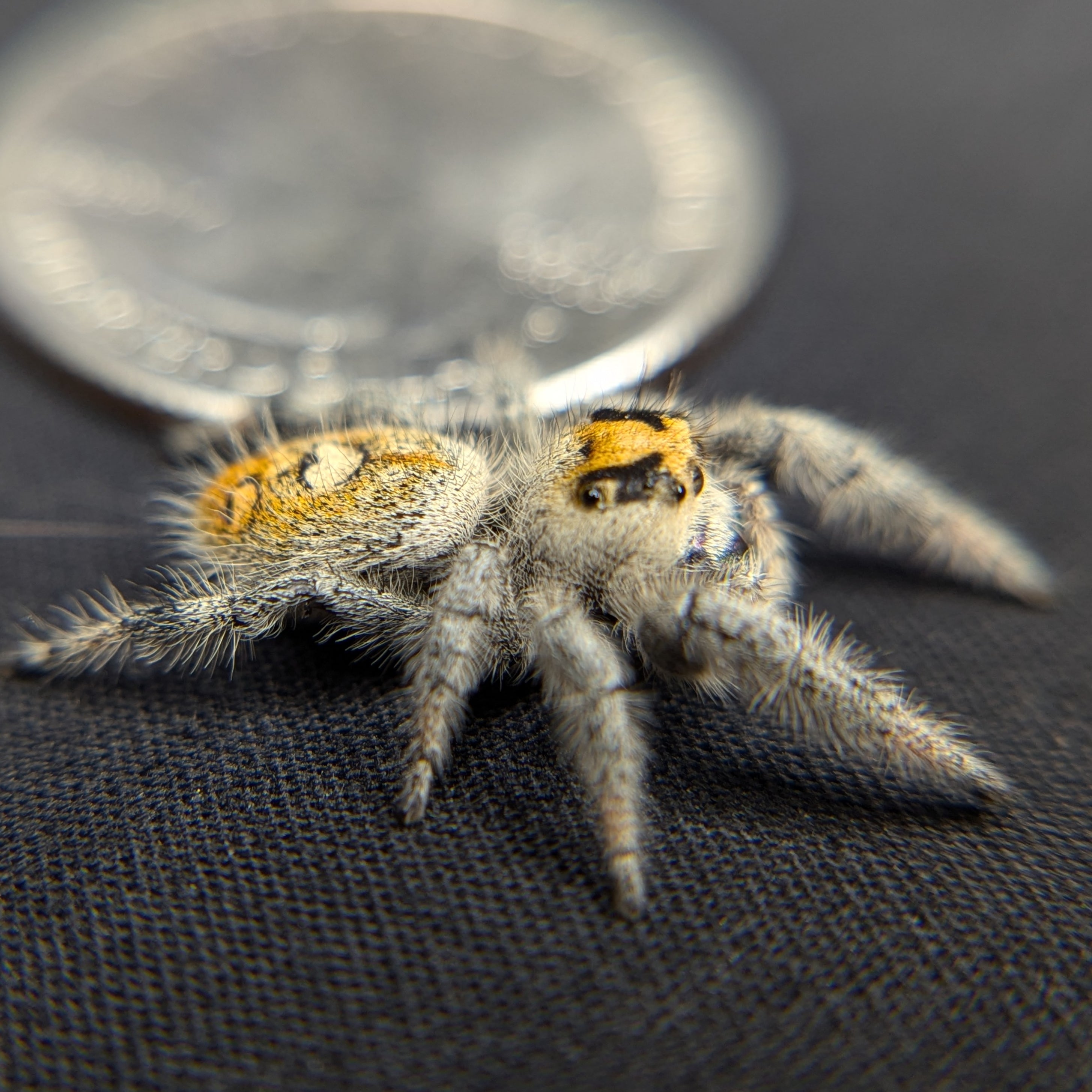 jumping spider for sale named fruit, back view