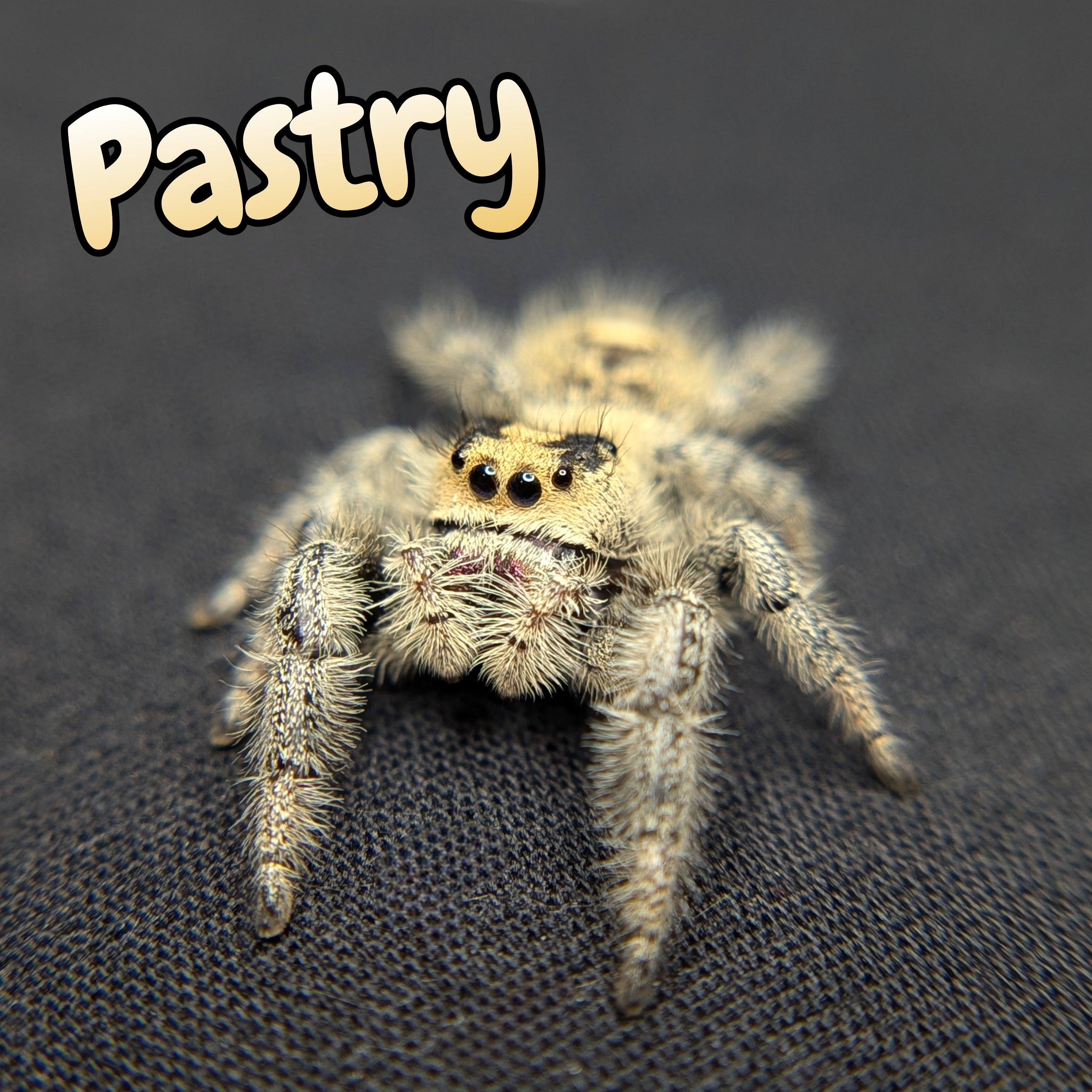 jumping Spider for Sale 