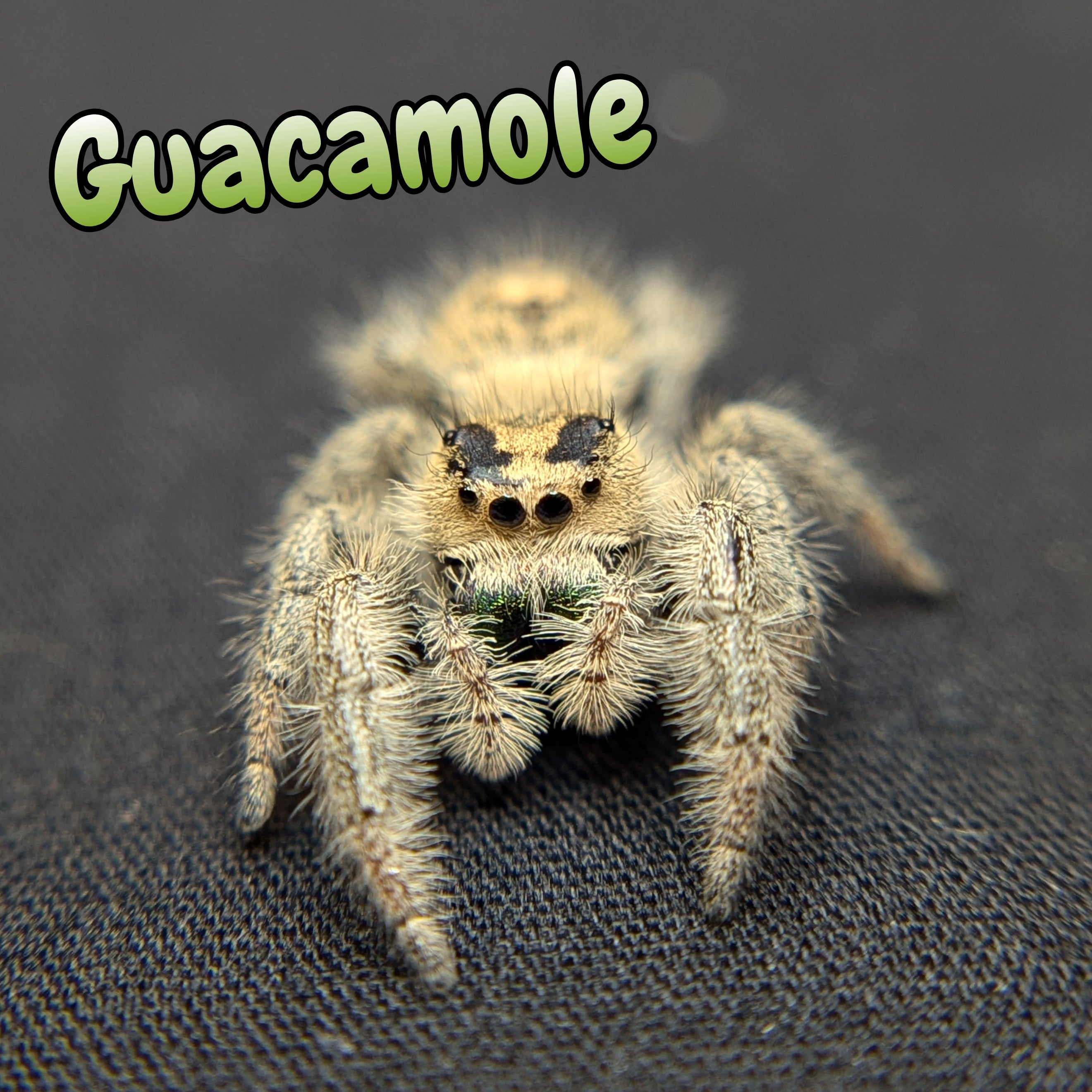 Regal Jumping Spider "Guacamole"