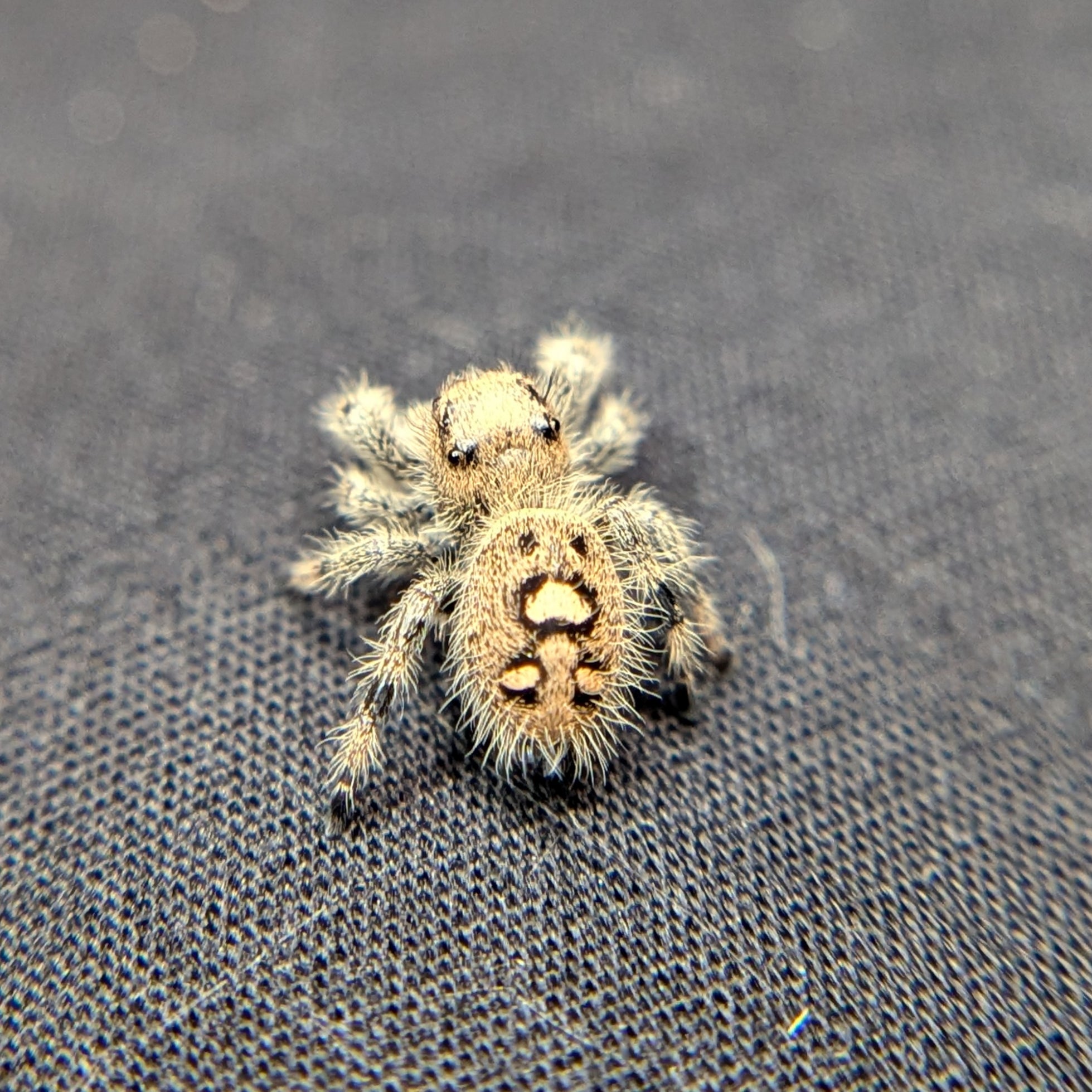 Regal Jumping Spider "Cranberry"