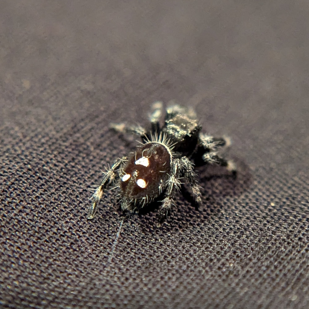 Jumping Spider Collection + Quick add