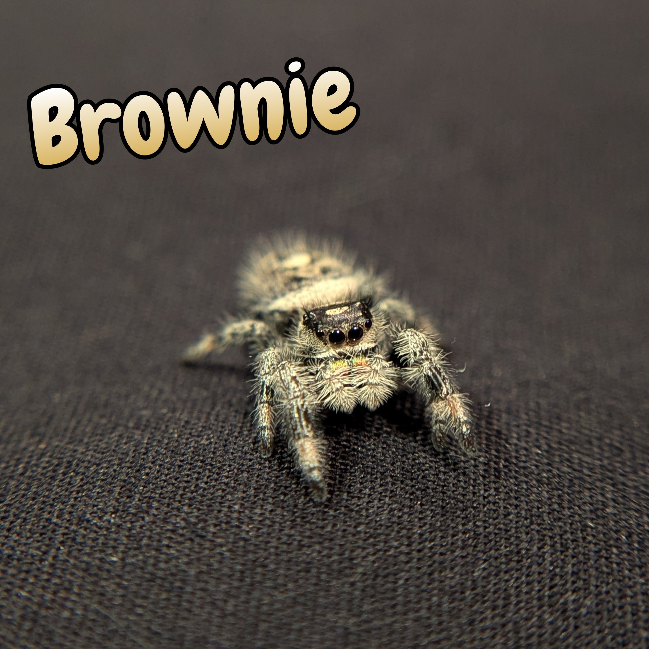 Brownie jumping spider for sale