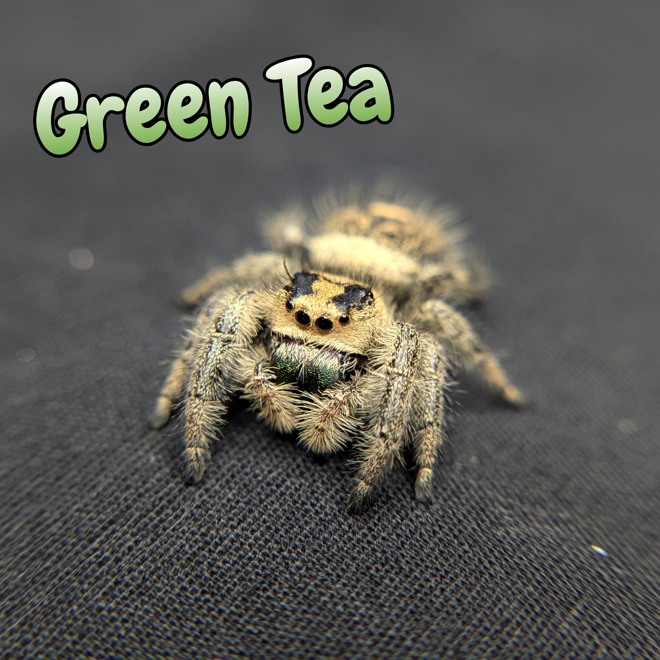 jumping Spider for Sale 