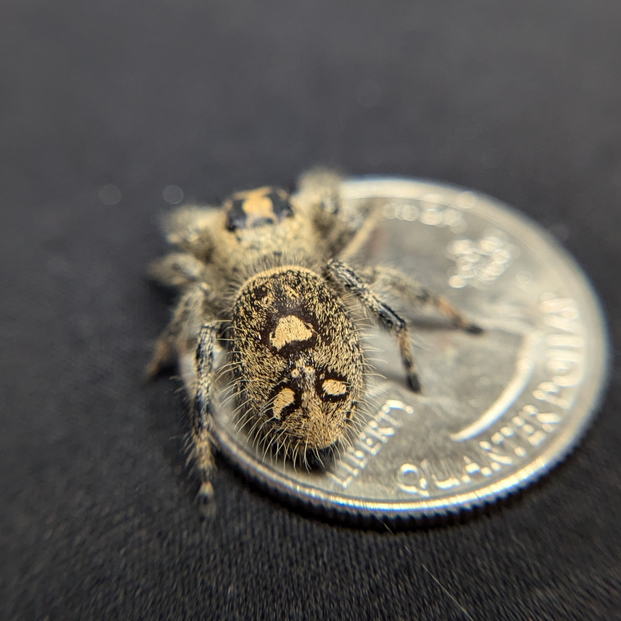 Regal Jumping Spider "Green Tea"