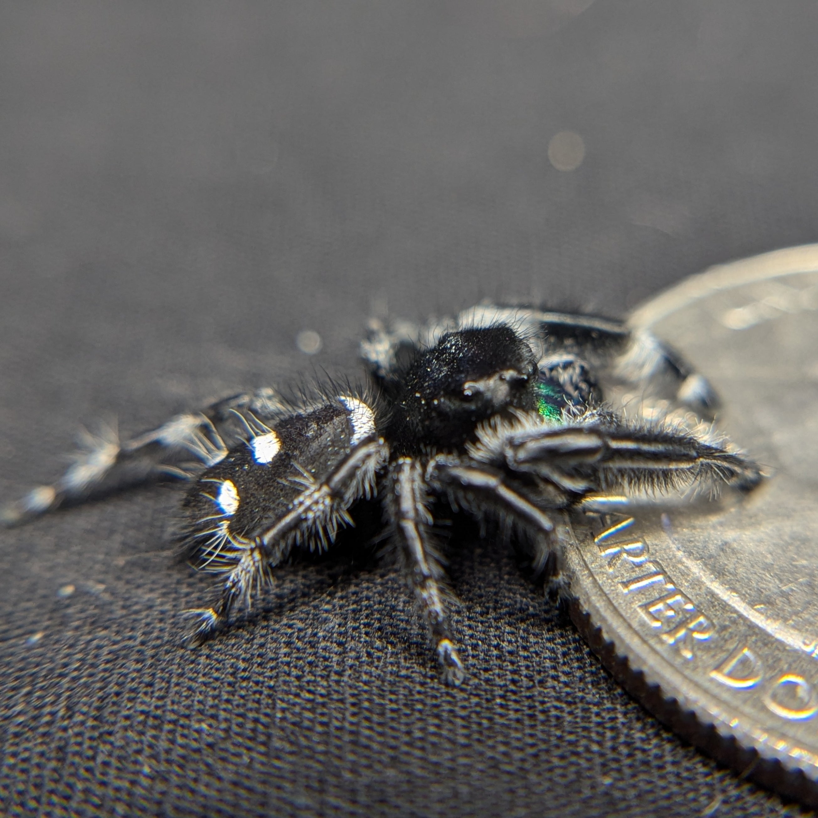 jumping spider for sale named charcoal, back view