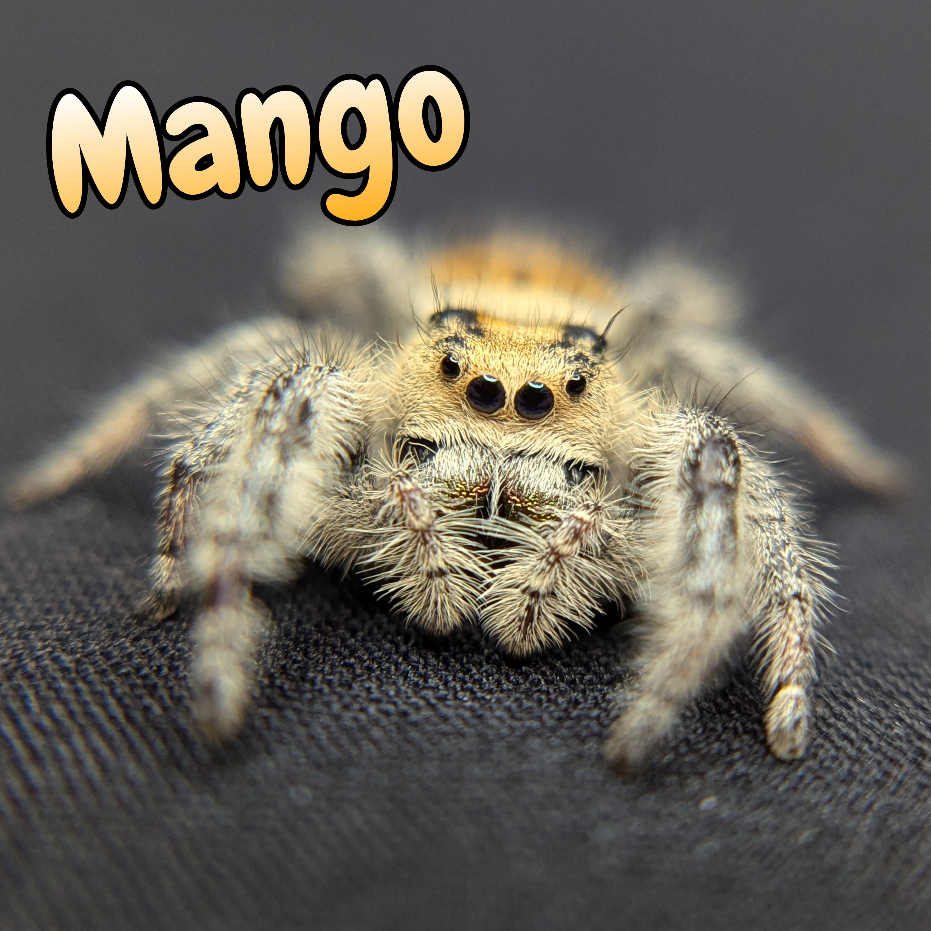 jumping Spider for sale 