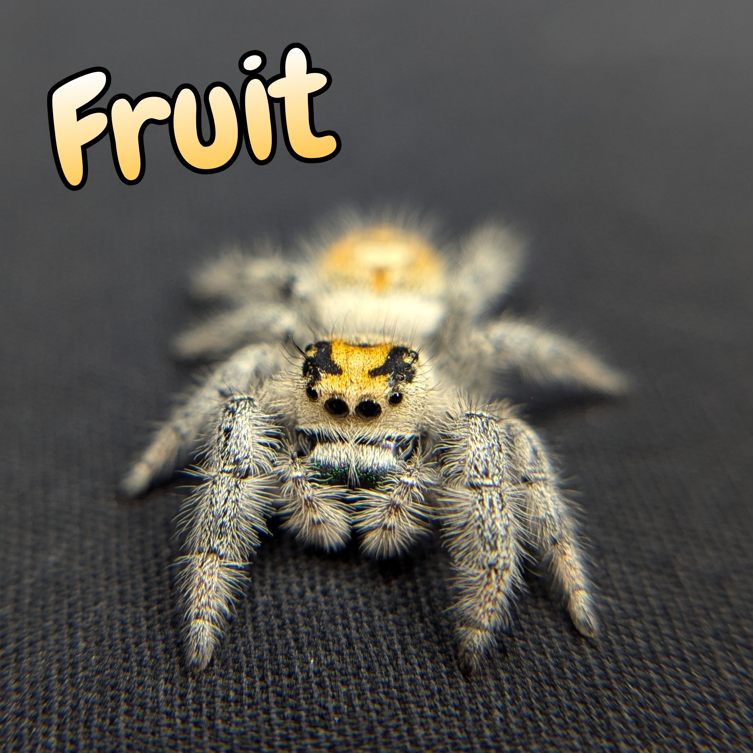 jumping spider for sale named fruit, front view