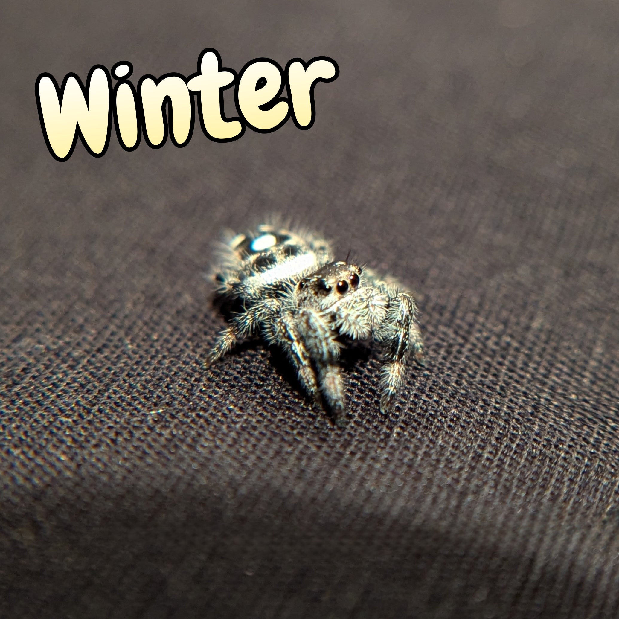 Regal Jumping Spider "Winter"