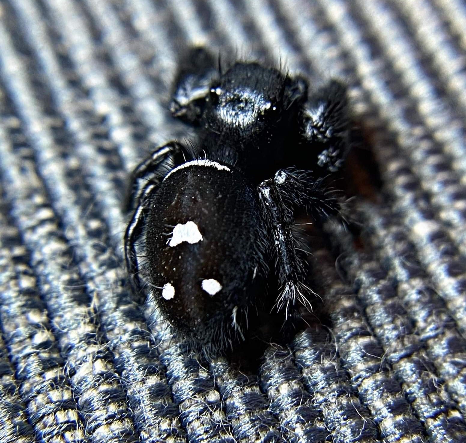 Regal Jumping Spider “Panda” - Jumping Spiders For Sale - Spiders Source - #1 Regal Jumping Spider Store