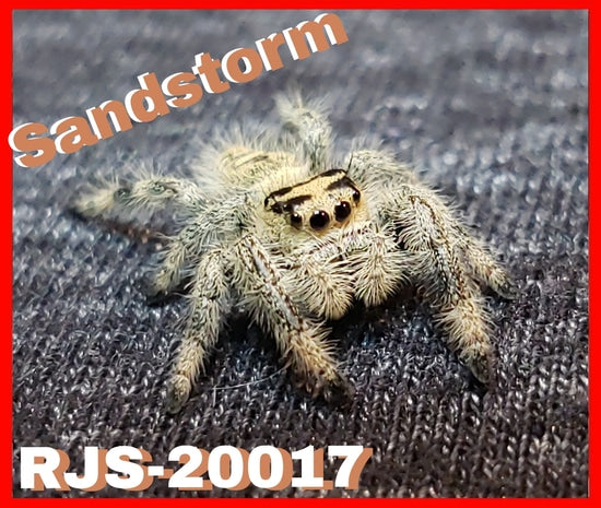 Regal Jumping Spider "Sandstorm" - Jumping Spiders For Sale - Spiders Source - #1 Regal Jumping Spider Store