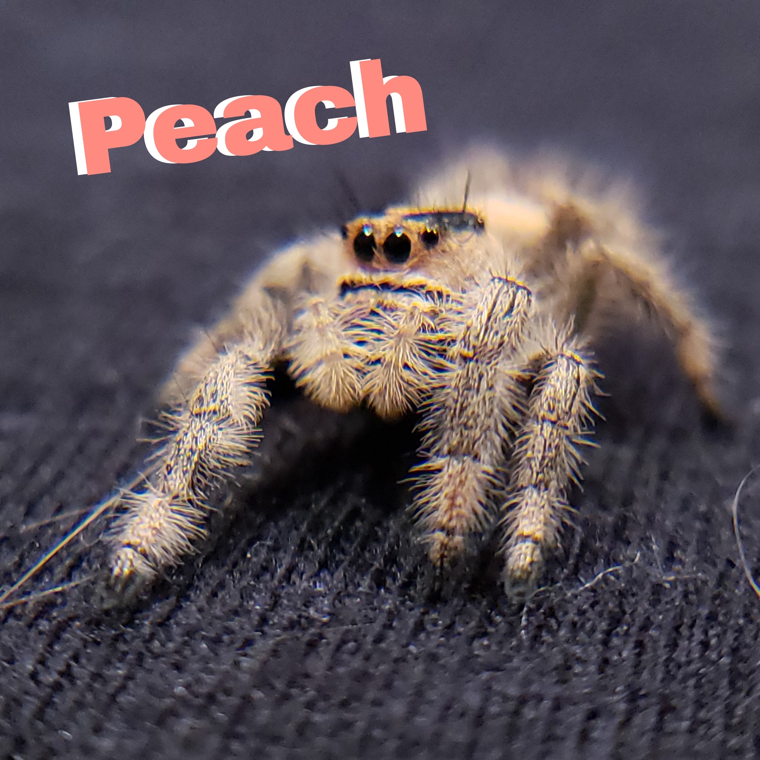 Peach Regal Jumping Spider - Jumping Spiders For Sale - Spiders Source - #1 Regal Jumping Spider Store